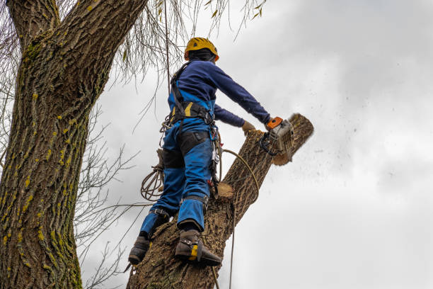 Best Utility Line Clearance  in Mountain View Acres, CA